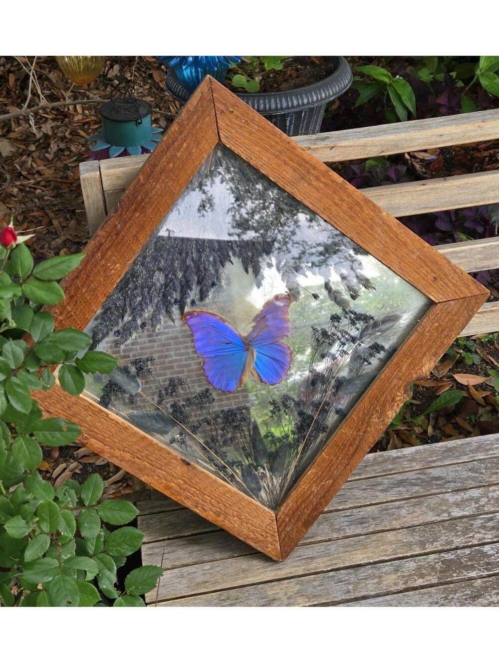 Vintage Blue Morpho Butterfly Taxidermy Mirror Shadow Box 15x15 Diamond Frame